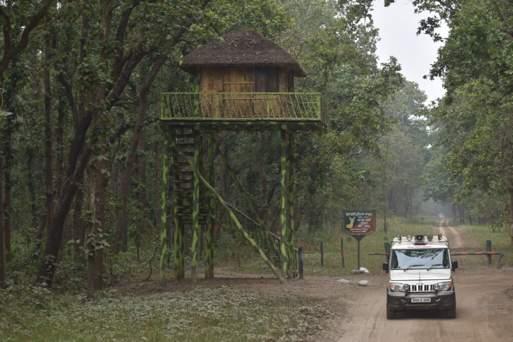 Chuka Beach Forest