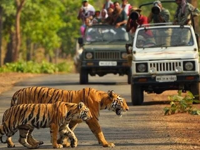 Tiger Reserve Pilibhit