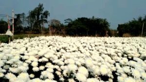 chrysanthemum-field-24