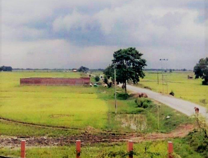 paddy fields-Singi