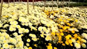 yellow-white-flower-26