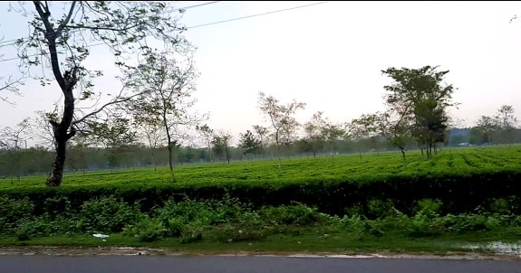 Tea-garden, Assam